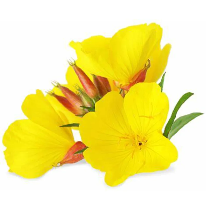 Evening Primrose Oil