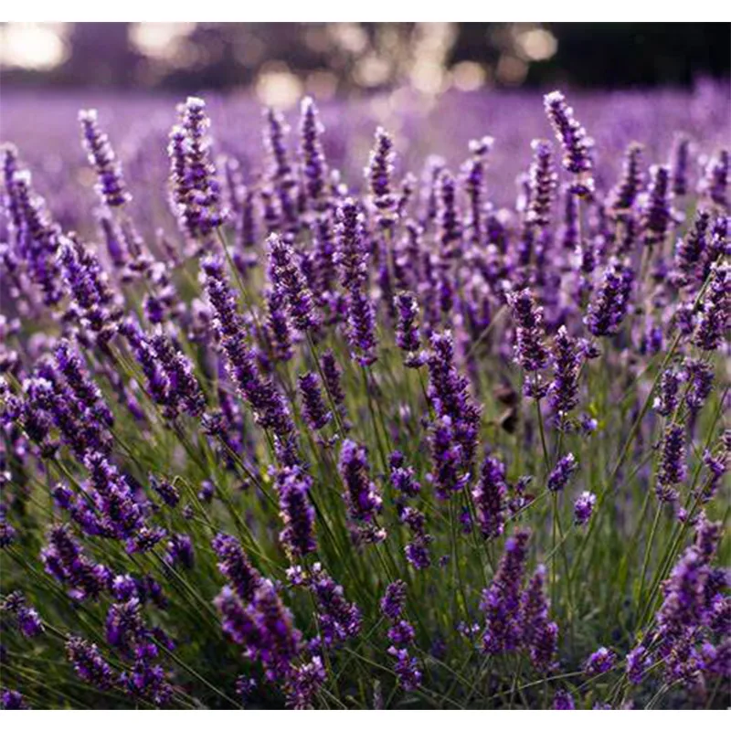 Lavender Oil