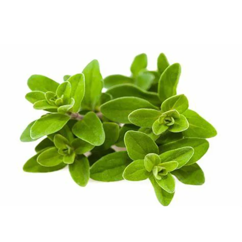 Marjoram Oil