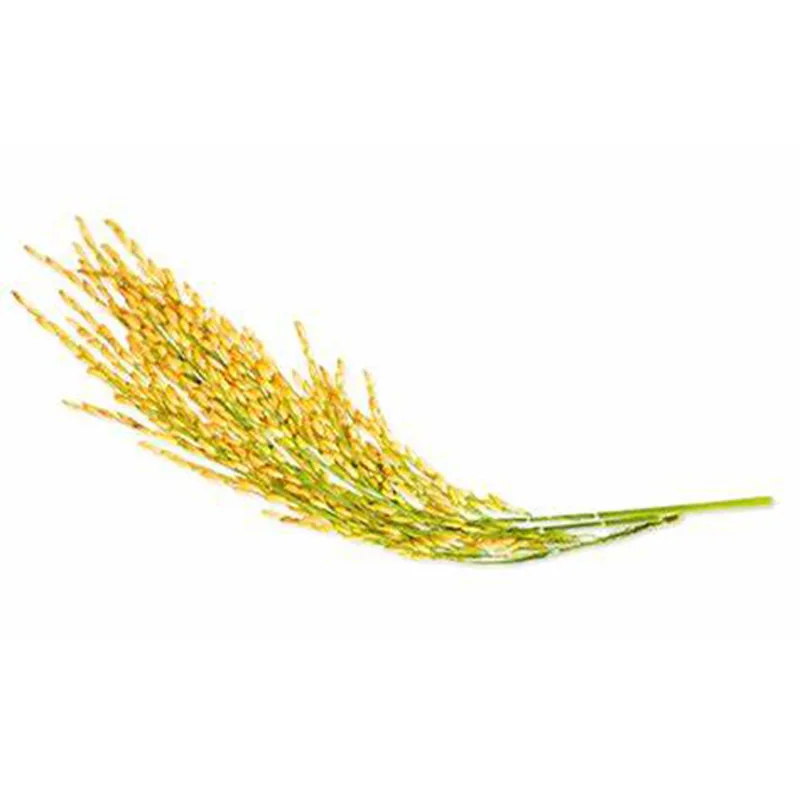 Rice Bran Oil